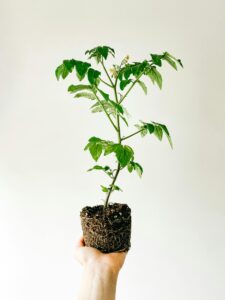 Close-up of a tomato seedling held in a hand against a white background, showcasing gardening basics.