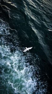 Aerial view of seagulls soaring above the waves in İzmir, Turkey.