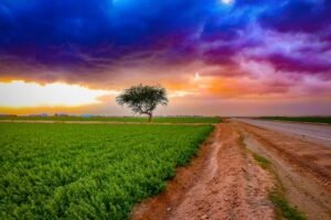 Stunning view of a lone tree by a road and field under a colorful sunrise sky.