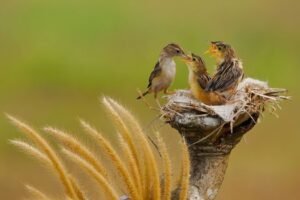 Three young birds perched in nest chirping for food. Captured outdoors in daylight.